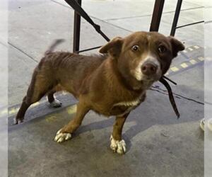 Cardigan Welsh Corgi-Unknown Mix Dogs for adoption in Downey, CA, USA