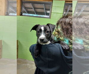 Mutt Dogs for adoption in Elmsford, NY, USA