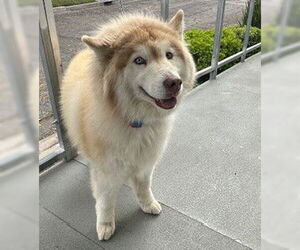 Siberian Husky Dogs for adoption in Lodi, CA, USA
