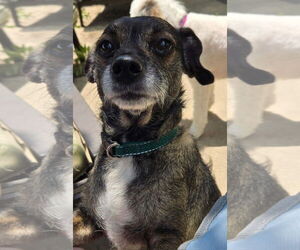 Mutt Dogs for adoption in Fort Wayne, IN, USA