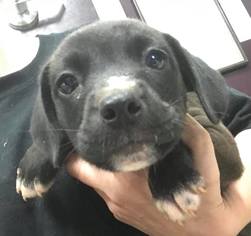 Beagle Dogs for adoption in Clarkesville, GA, USA
