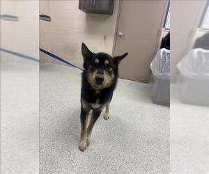 Siberian Husky-Unknown Mix Dogs for adoption in Conroe, TX, USA