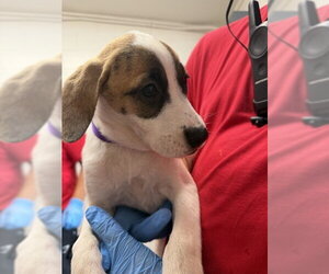 Mutt Dogs for adoption in San Bernardino, CA, USA