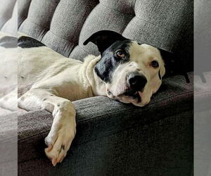 Mutt Dogs for adoption in Vail, AZ, USA