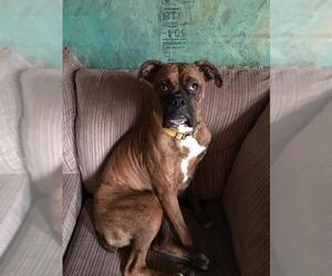 Boxer Dogs for adoption in Alta loma, CA, USA