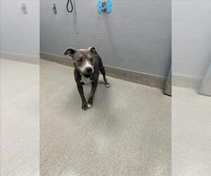 American Pit Bull Terrier-Unknown Mix Dogs for adoption in Las Vegas, NV, USA