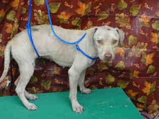 Medium Photo #1 Labrador Retriever Puppy For Sale in Waco, TX, USA