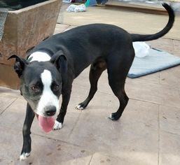 American Staffordshire Terrier-Border Collie Mix Dogs for adoption in Littleton, CO, USA