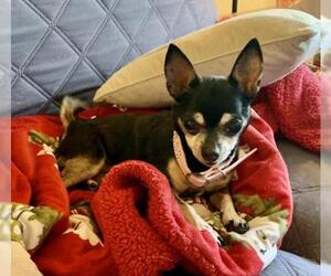 Chihuahua Dogs for adoption in Loganville, GA, USA