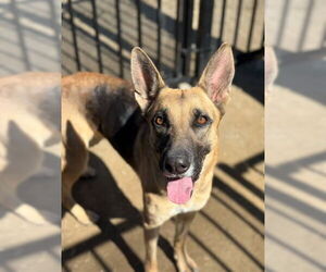 German Shepherd Dog Dogs for adoption in Riverside, CA, USA