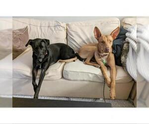 Basenji Dogs for adoption in Austin, TX, USA