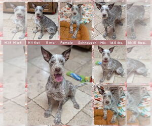 Mutt Dogs for adoption in Mesa, AZ, USA