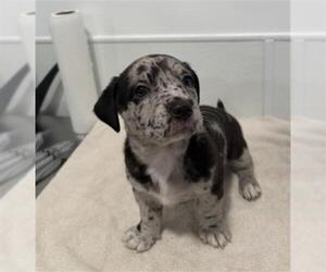 Mutt Dogs for adoption in Redlands, CA, USA