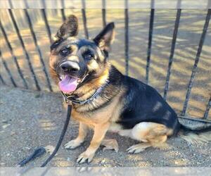 German Shepherd Dog Dogs for adoption in Long Beach, CA, USA