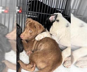 Mutt Dogs for adoption in Houston, TX, USA