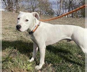 American Pit Bull Terrier Dogs for adoption in Denver, CO, USA