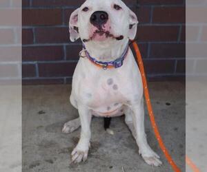Staffordshire Bull Terrier-Unknown Mix Dogs for adoption in Los Banos, CA, USA