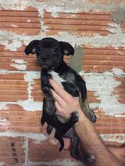 Chug Dogs for adoption in Del Rio, TX, USA