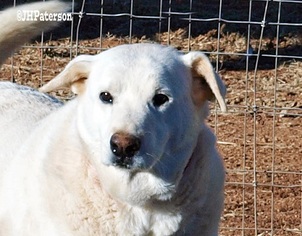 Labrador Retriever Dogs for adoption in Scottsdale, AZ, USA