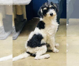 Border Terrier-Unknown Mix Dogs for adoption in Rockaway, NJ, USA