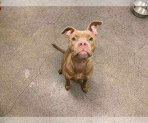 Mutt Dogs for adoption in Berkeley , CA, USA