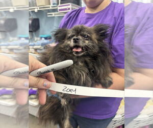 Pomeranian Dogs for adoption in Evansville, IN, USA