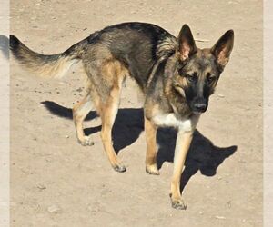 German Shepherd Dog-Unknown Mix Dogs for adoption in Peralta, NM, USA