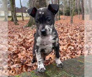 Catahoula Leopard Dog Dogs for adoption in Helena, AL, USA