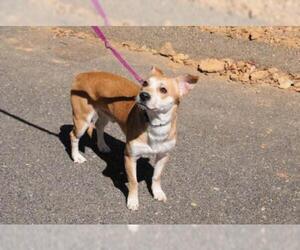 Mutt Dogs for adoption in Jamestown, CA, USA