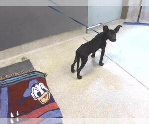 Carolina Dog Dogs for adoption in Tallahassee, FL, USA