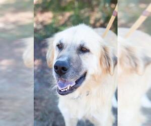 Great Pyrenees Dogs for adoption in El Cajon, CA, USA