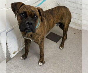 Boxer Dogs for adoption in San Bernardino, CA, USA