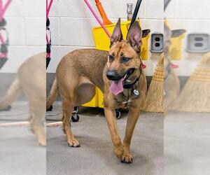 German Shepherd Dog-Unknown Mix Dogs for adoption in Forestville, MD, USA