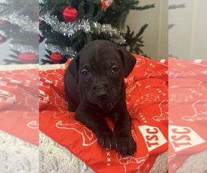 Labbe Dogs for adoption in Osgood, IN, USA