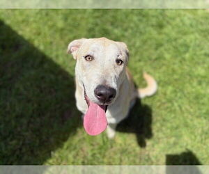 Labrador Retriever-Unknown Mix Dogs for adoption in Tulsa, OK, USA