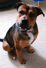 American Bulldog-Rottweiler Mix Dogs for adoption in Carmichael, CA, USA
