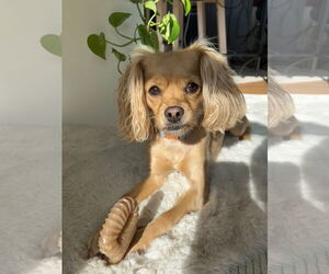 Cavalier King Charles Spaniel-Unknown Mix Dogs for adoption in Miami, FL, USA