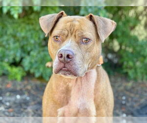 American Pit Bull Terrier-Unknown Mix Dogs for adoption in Tavares, FL, USA