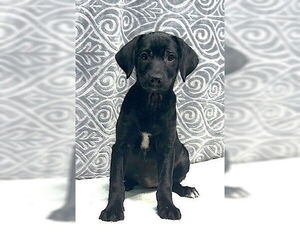 Labrador Retriever-Unknown Mix Dogs for adoption in Wetumpka, AL, USA