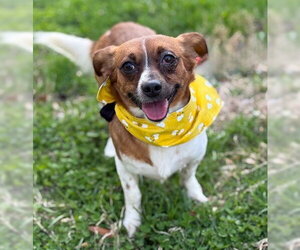 Chihuahua-Unknown Mix Dogs for adoption in Warrenton, VA, USA