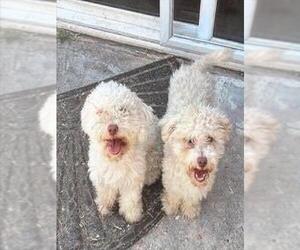 Maltipoo Dogs for adoption in Tracy, CA, USA