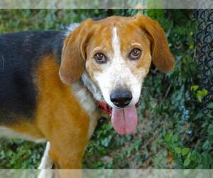 Treeing Walker Coonhound-Unknown Mix Dogs for adoption in Tallahassee, FL, USA