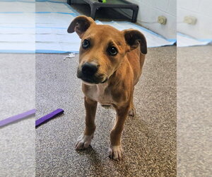 Labrador Retriever-Unknown Mix Dogs for adoption in Maryville, TN, USA