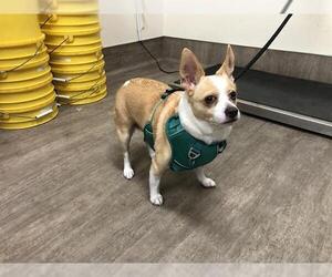Chihuahua Dogs for adoption in Pasadena, CA, USA