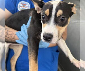 American Pit Bull Terrier-Unknown Mix Dogs for adoption in San Bernardino, CA, USA