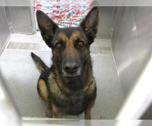 German Shepherd Dog Dogs for adoption in Orange, CA, USA