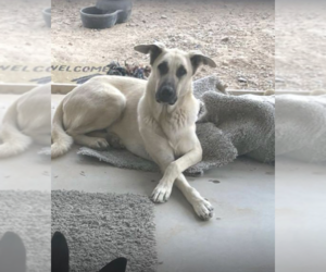 Anatolian Shepherd Dogs for adoption in Chandler, AZ, USA