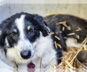 Border Collie-Unknown Mix Dogs for adoption in Paso Robles, CA, USA