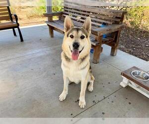 German Shepherd Dog-Unknown Mix Dogs for adoption in Orange, CA, USA