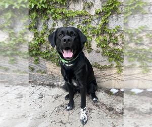 Labrenees Dogs for adoption in Elk Grove, CA, USA